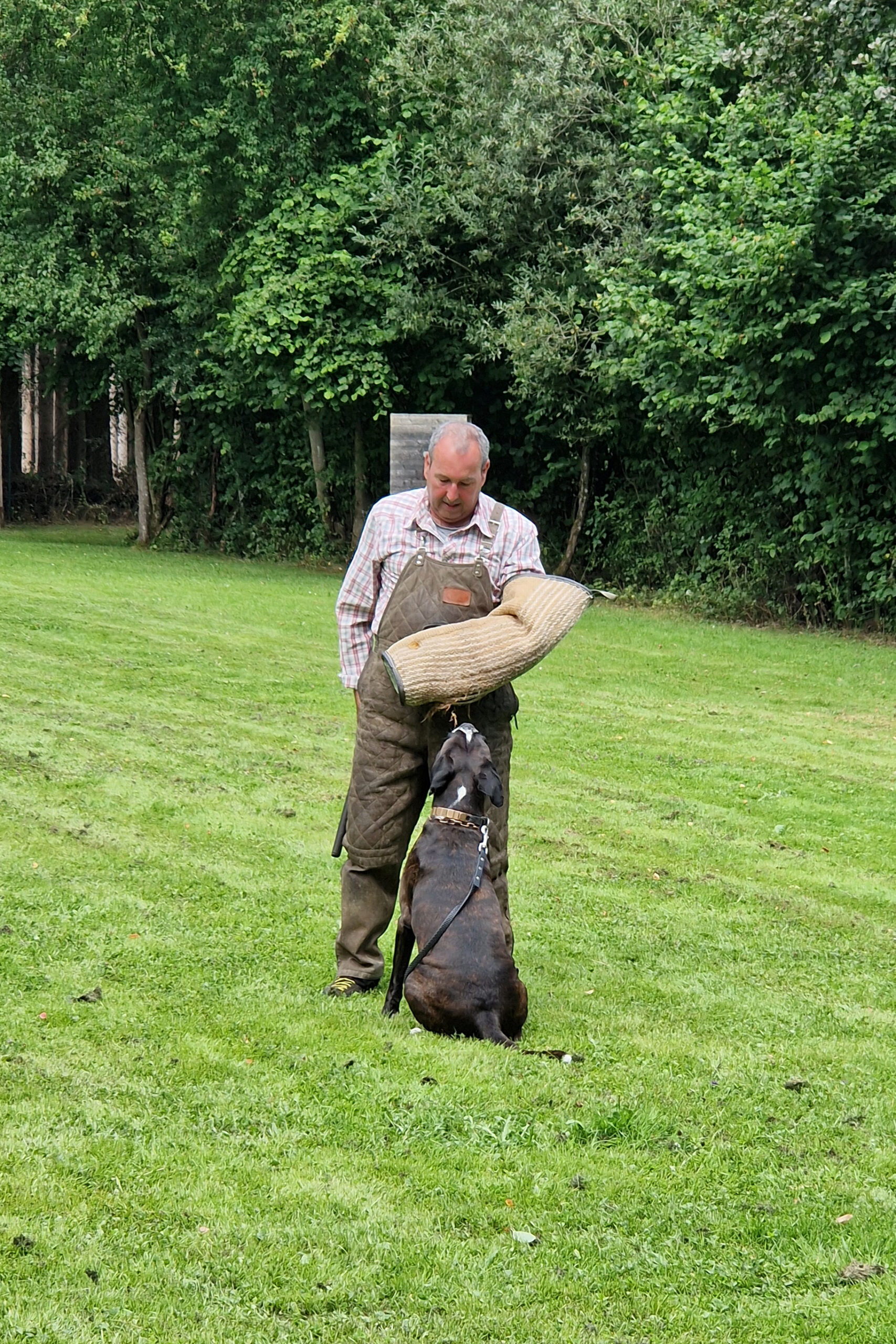 Der Schutzdiensthelfer Martin Goldbach mit einem Hund in der Ausbildung